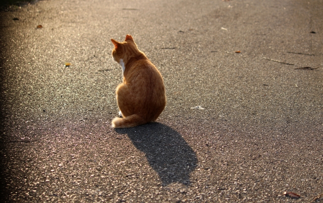 孤独な地域猫